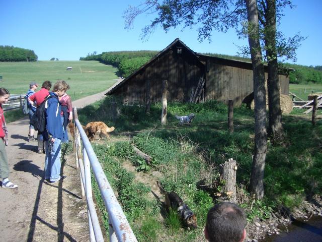 die Hunde können sich abkühlen