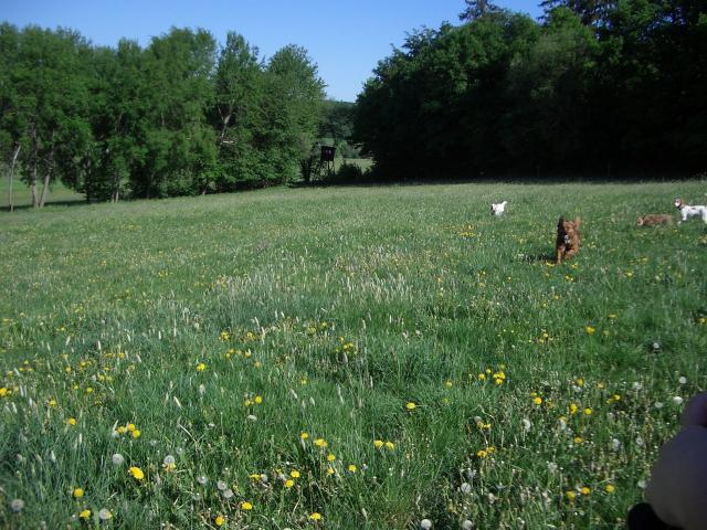 die Hunde können rennen und toben