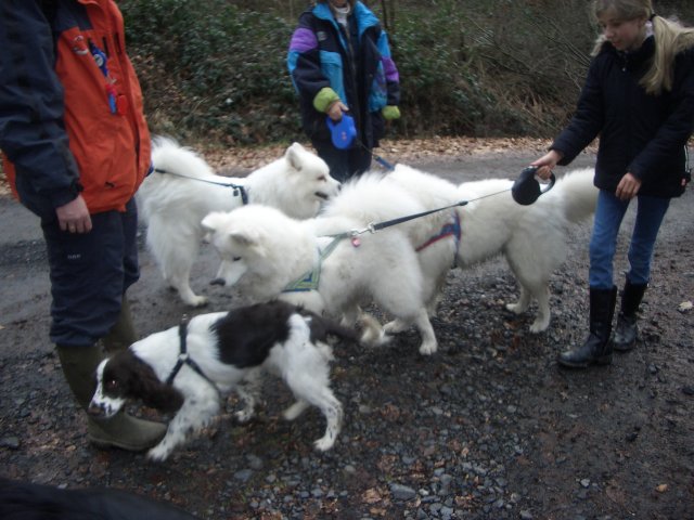 Samojeden mit English Springer Spaniel