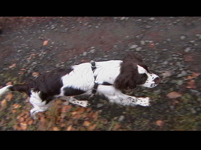 Eine der vielen Junghunde.....eine English Springer Spaniel Hündin