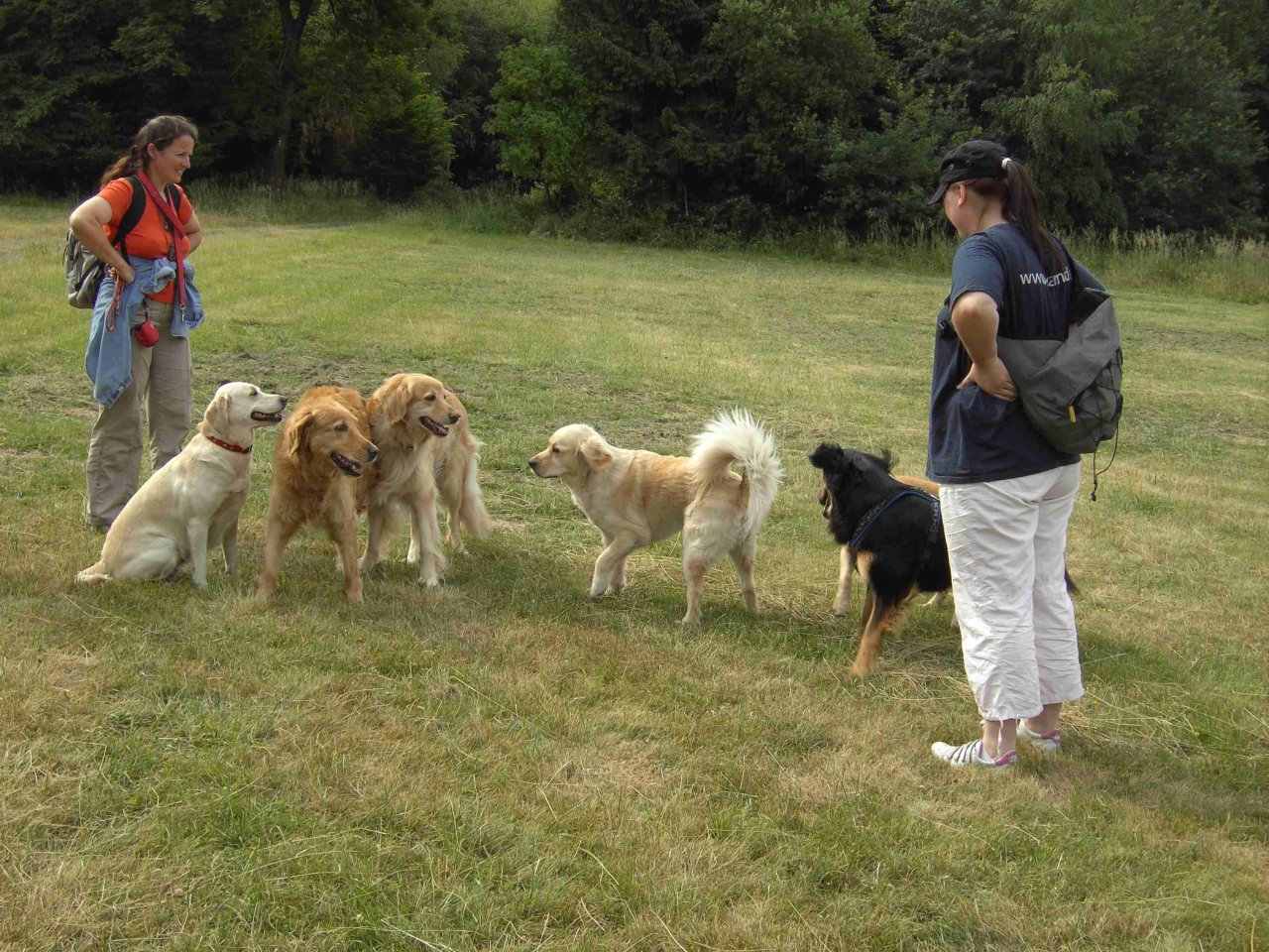 Blonde Hunde in der Mehrzahl ;-)