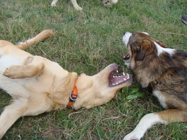 Amber und Happy