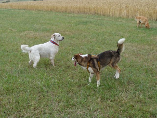 Balou und Happy