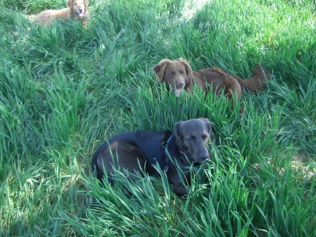 Aaliyah, Timbou, Jule (von vorne nach hinten)