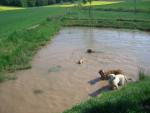 Timbou, Amber, Jule, Lara (von hinten nach vorne)