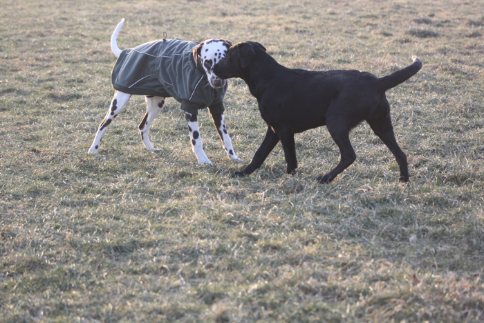 Dalmatiner und Labrador