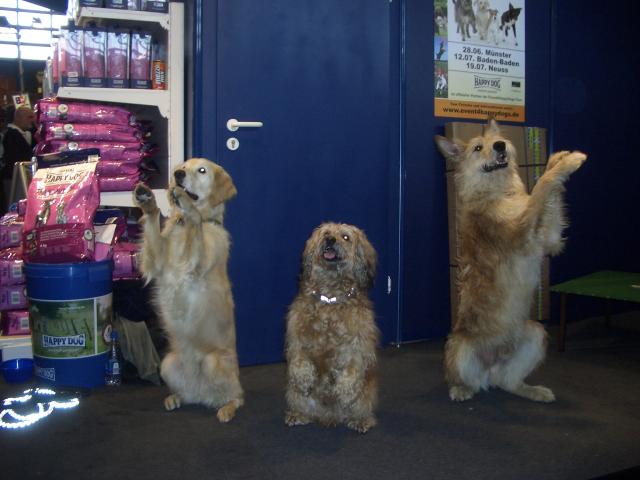 drei Filmhunde
